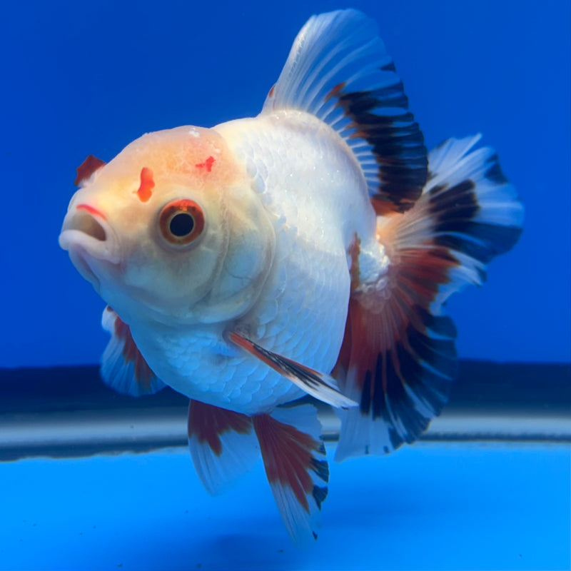 Thai Oranda Lemon Head White Apache RARE 3” Body Male(CK-729)R1B01