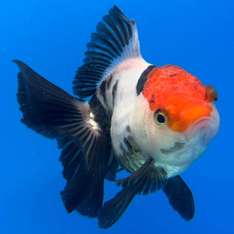 Thai Oranda Tri-Color 3.5” Body Female(CK-931)R1BLUETUB4