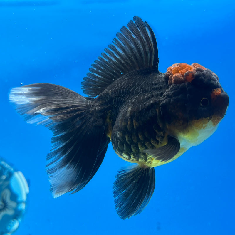 Thai Oranda Apache 2.5” Body Female(CK-980)R3B09