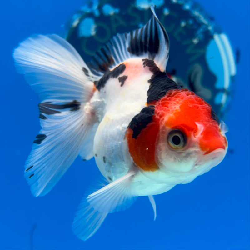 Thai Oranda NOK Tri-Color 2.5” Body Female(NOK-CK-1177)R3B16