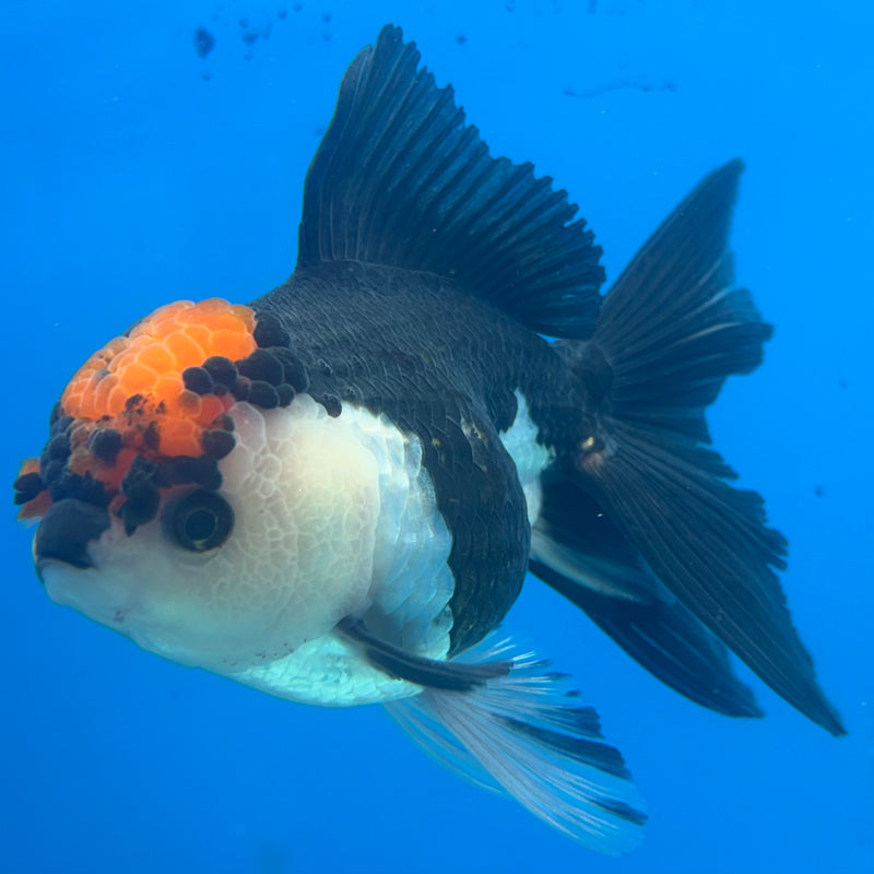 Thai Oranda Tri-Color 3.5” Body Female(CK-907)R1BLUETUB4