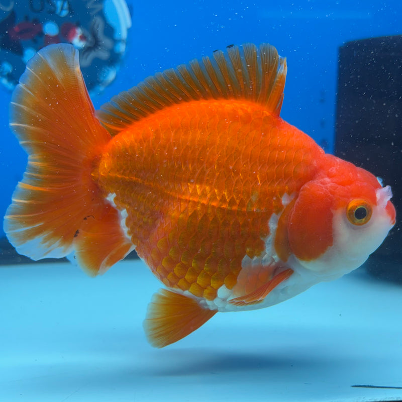 Thai Oranda Red/White 4” Body Male(CK-1519)R2A05