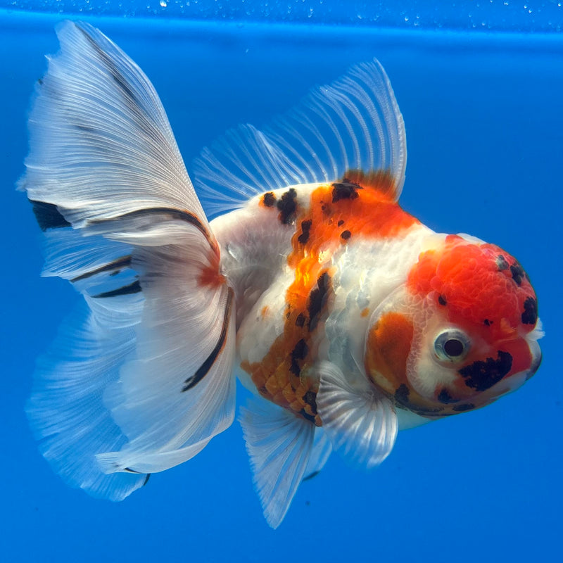 Thai Oranda Tri-Color Tiger Calico 3.5” Female(BIN-CK-1066)SHOWTANK2