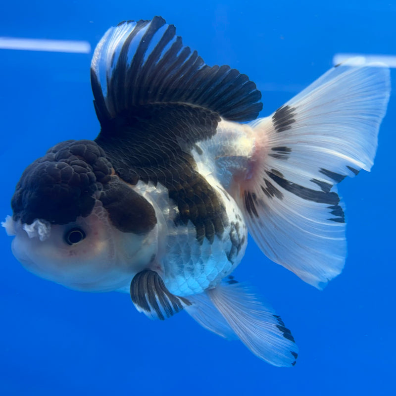 Thai Oranda JUMBO Panda 4” Body Female(CK-1368)R1B12
