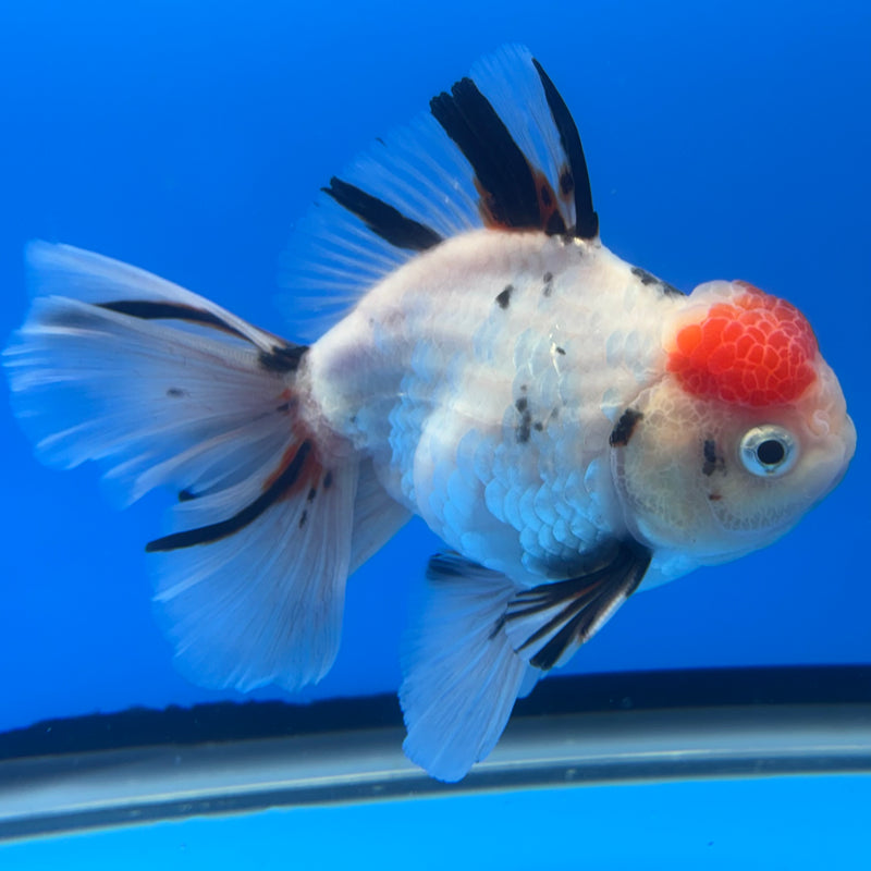 Thai Oranda Tri-Color Calico Tiger 3.5” Body Male(CK-715)R1A06