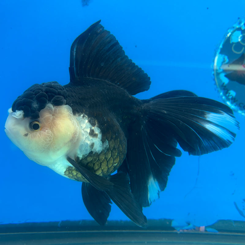 Thai Oranda Panda 3.5” Body Female(CK-1504)R2A03