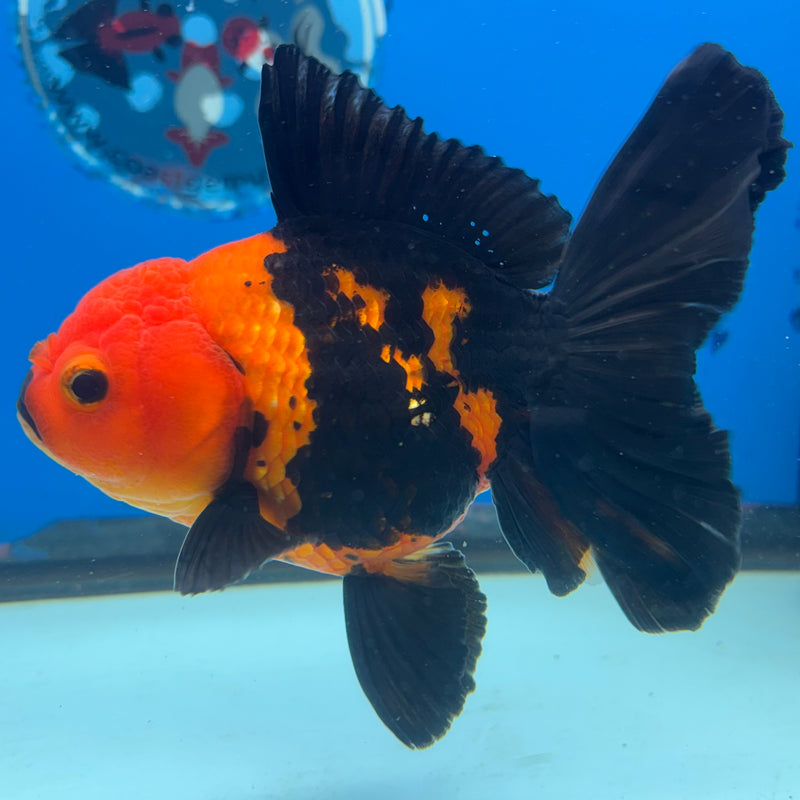 Thai Oranda Apache 4” Body Female(CK-1482)R2B16