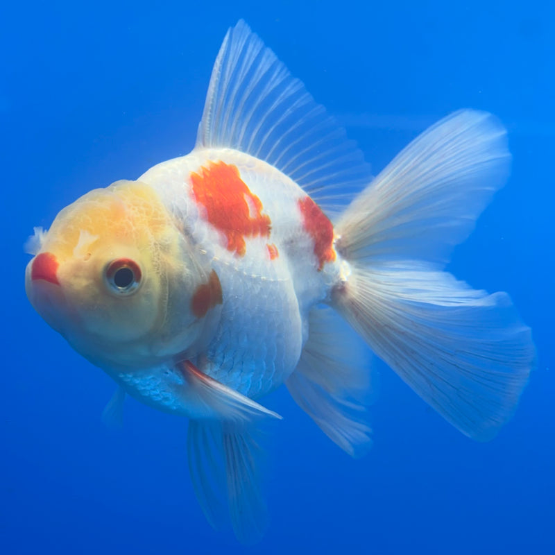 Thai Oranda Lemon Head Red/White 3” Body Male(CK-1457)SHOWTANK2