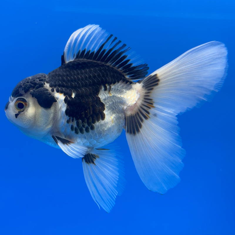 Thai Oranda Panda 3” Body Female(CK-1001)R3B18
