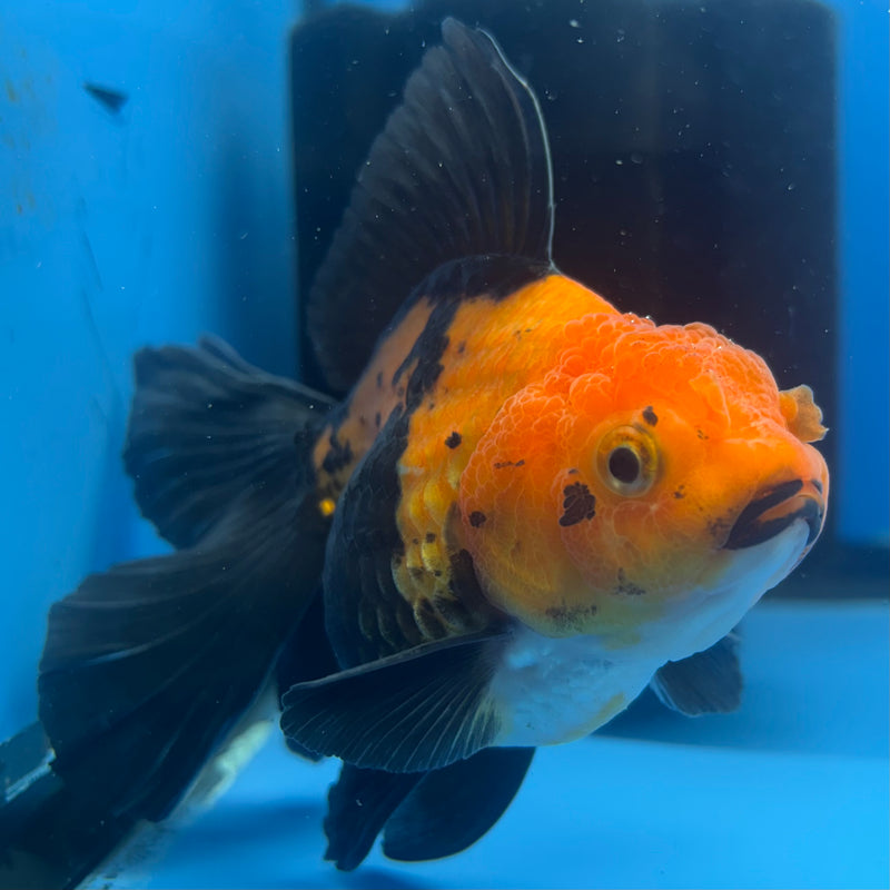 Thai Oranda Apache 3” Body Female(CK-837)R3A14