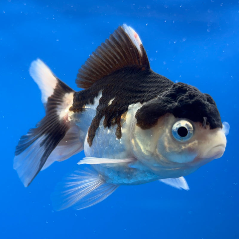 Thai Oranda Panda 2” Body Male(CK-823)R3B21