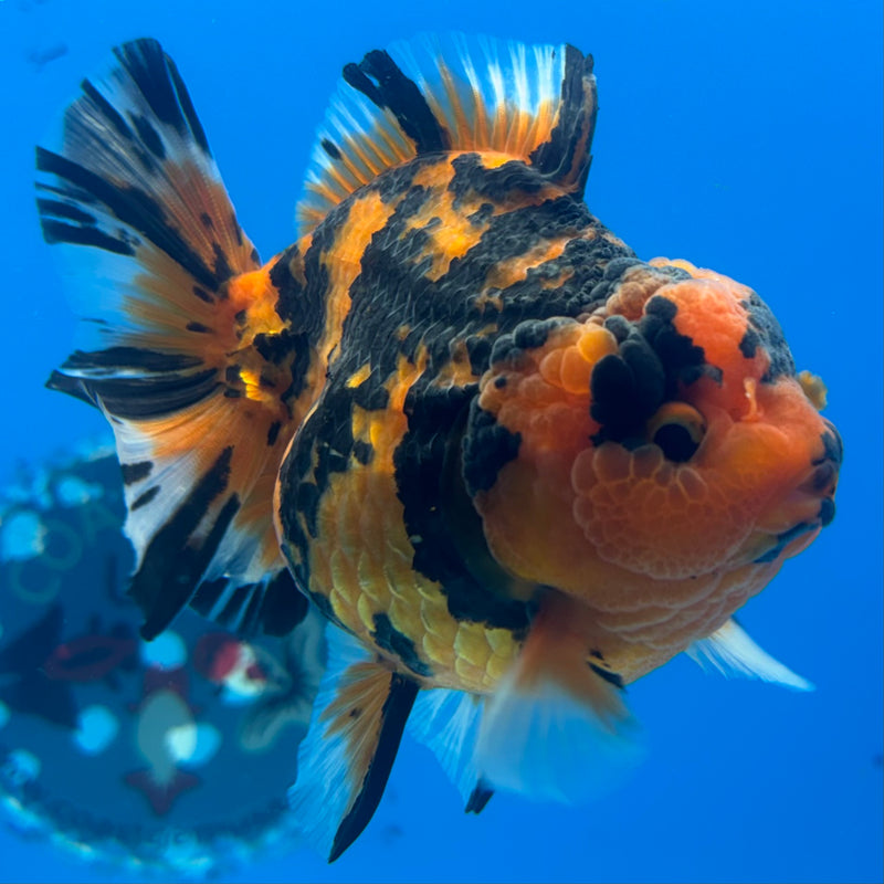Thai Oranda Tiger Calico 3” Body Female(BIN-CK-1059)SHOWTANK2