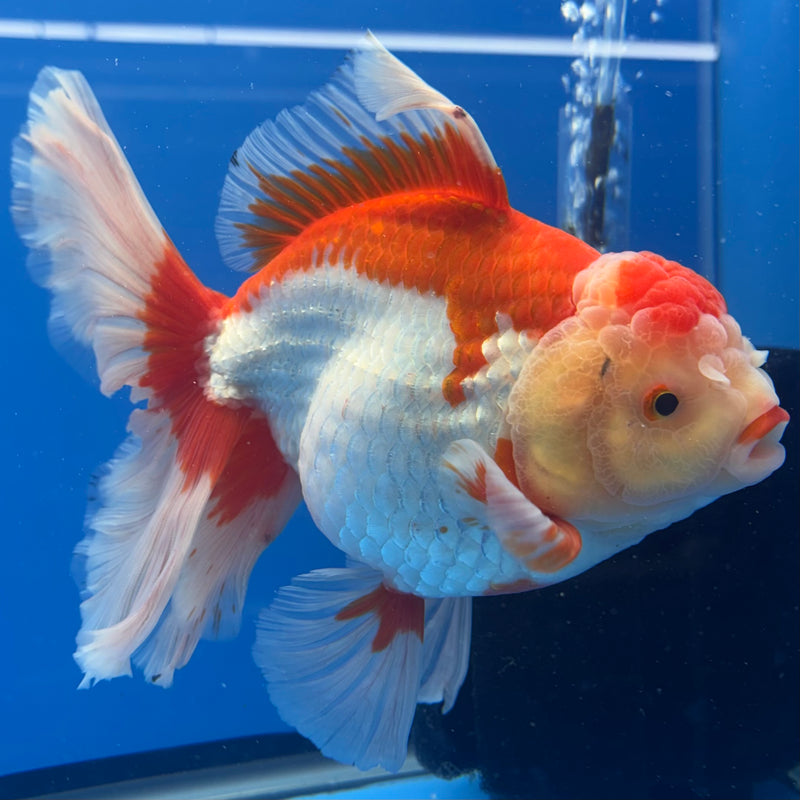 Thai Oranda JUMBO Red/White 5” Body Female(QGF-CK-1323)BLUETUB1