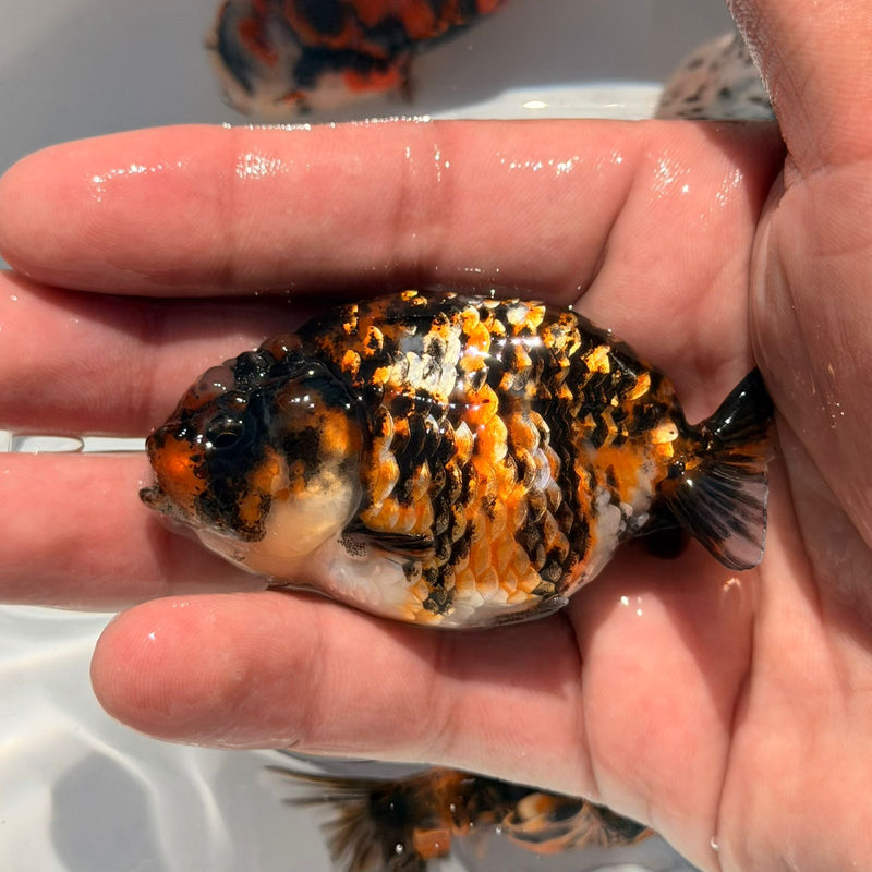 AA Calico Dragon Head Thai Ranchu 2.5'' OUR CHOICE (CGF-086)