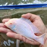 LIVE AFRICAN CICHLID ALBINO/DOLPHIN (Cyrtocara Moori) (CHD-167) U002