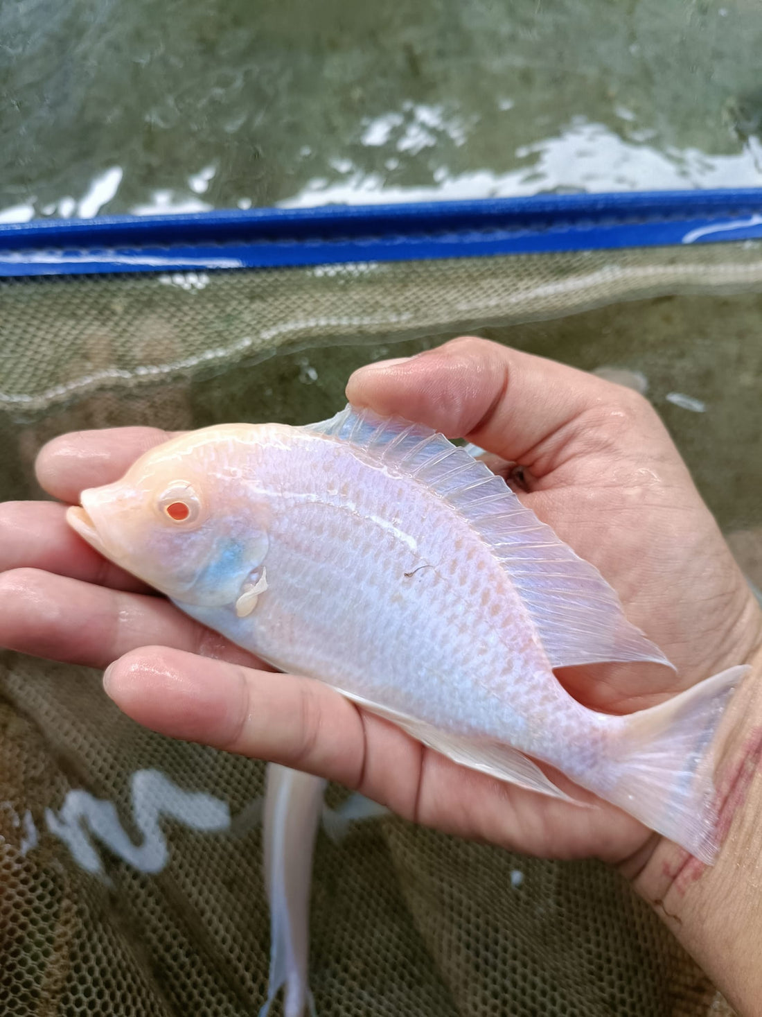LIVE AFRICAN CICHLID ALBINO/DOLPHIN (Cyrtocara Moori) (CHD-167) U002