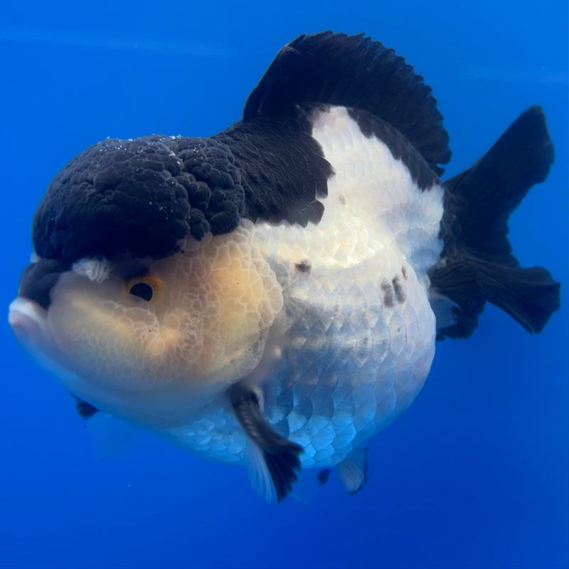 Thai Premium Oranda Yuanbao Panda 4” Body Male(CK-769)R1BlueTub4