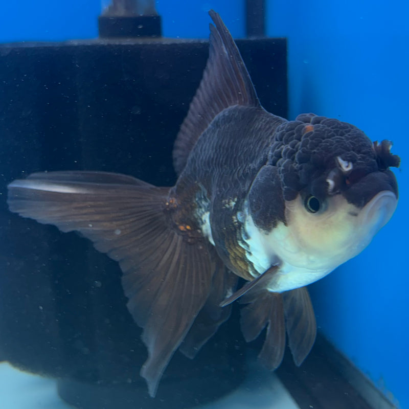 Thai Oranda Panda 3” Body Female(CK-1492)R3A05