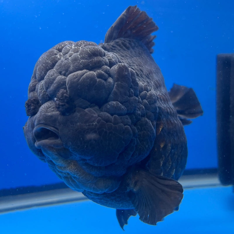Thai Oranda JUMBO Full Black 5.5” Body Male(NKT-CK-641)BLUETUB2