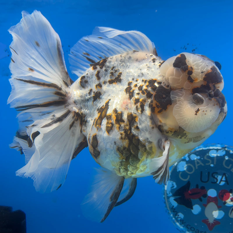 Thai Oranda Tri-Color Calico Tiger RoseTail 4.5” Body Female(NKT-CK-1031)SHOWTANK2