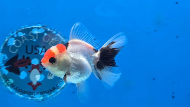 Thai Tri Color Orchid Tail Medium Breed Female 2.50 inch Body (NNN-3004)R3B18