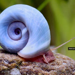 Blue Ramshorn Snail (Planorbella duryi)