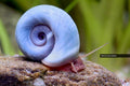 Blue Ramshorn Snail (Planorbella duryi)