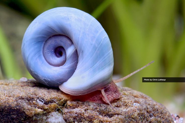 Blue Ramshorn Snail (Planorbella duryi)