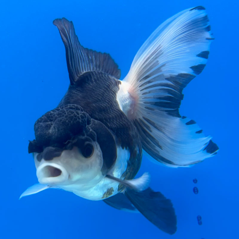 Thai Oranda Panda 3” Body Male(CK-1404)R1B09
