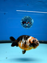 XXChinese Ranchu Tiger Calico 3.5 Male (FEB-279)BLUETUBC