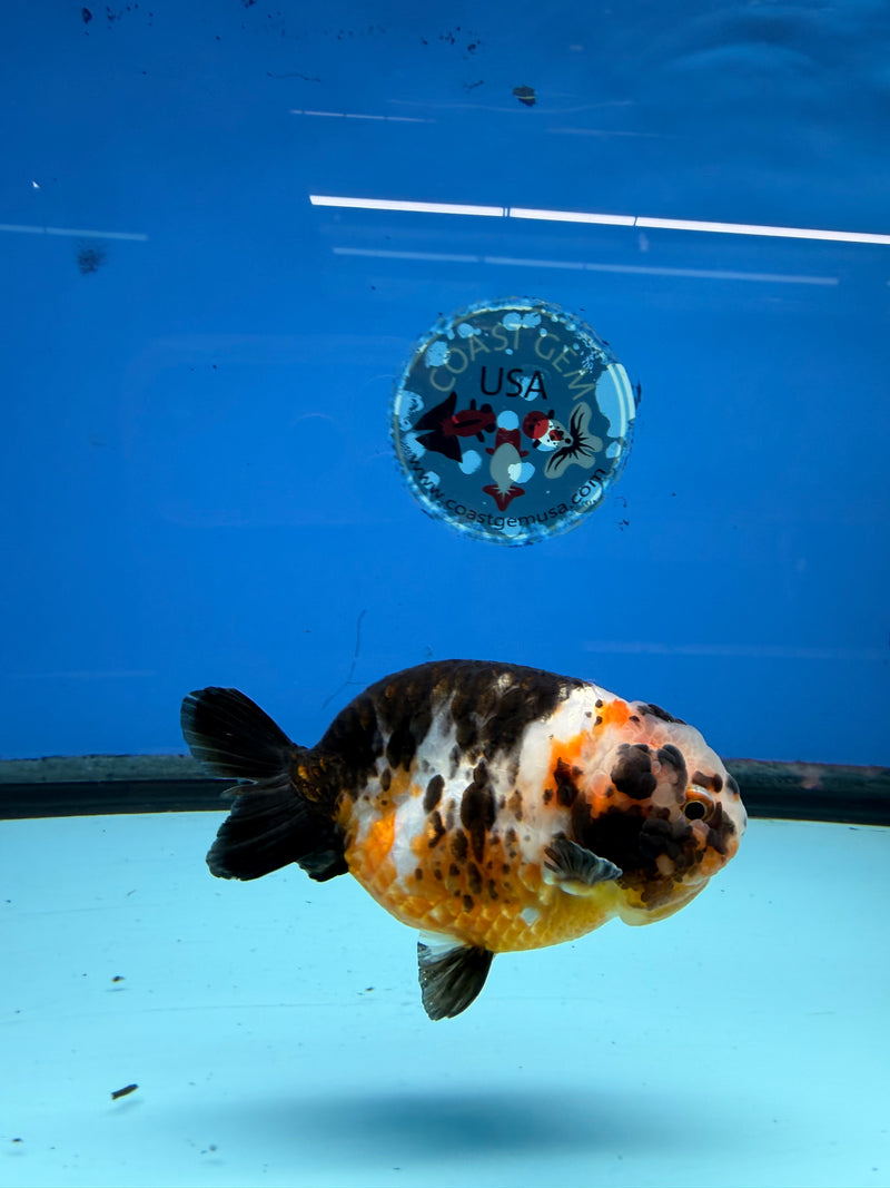Chinese Ranchu Tiger Calico 3.5 Male (FEB-279)BLUETUBC