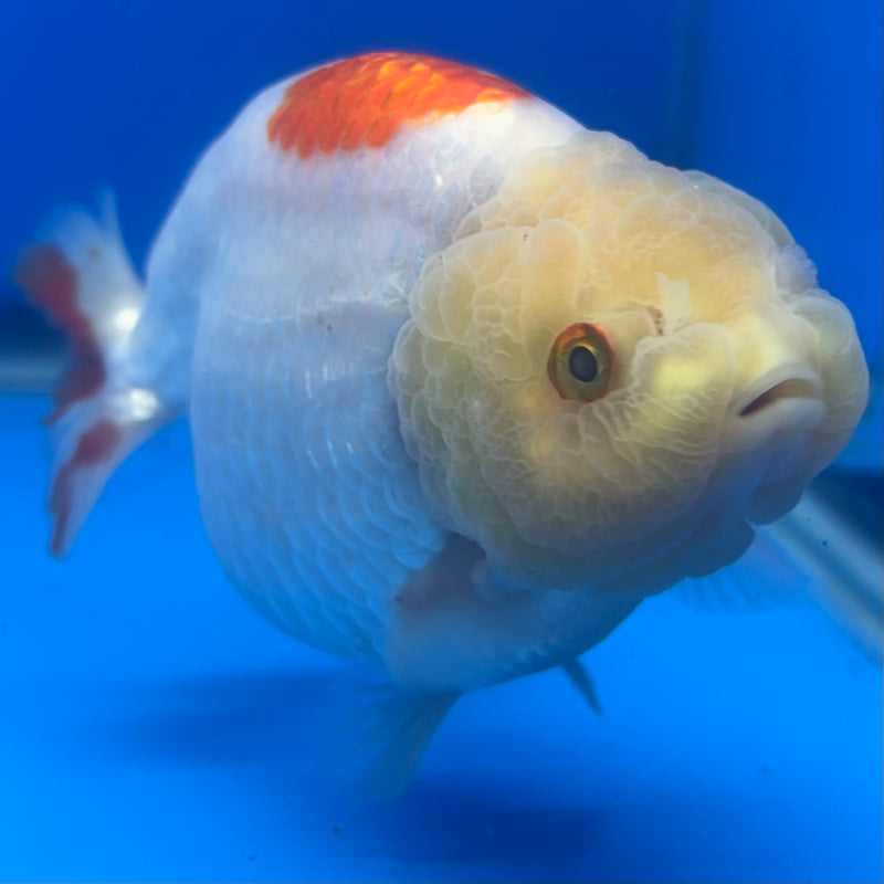Thai Ranchu Red/White Lemon Head 4” Body Male(CK-1469)R2A04