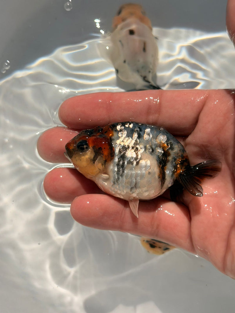 AA Calico Dragon Head Thai Ranchu 2.5'' OUR CHOICE (CGF-086)