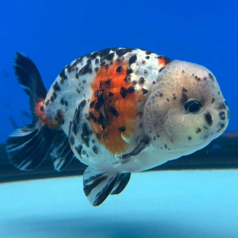 Thai Ranchu Tri-Color Calico 3.5" Body Male(CK-896)R1A12