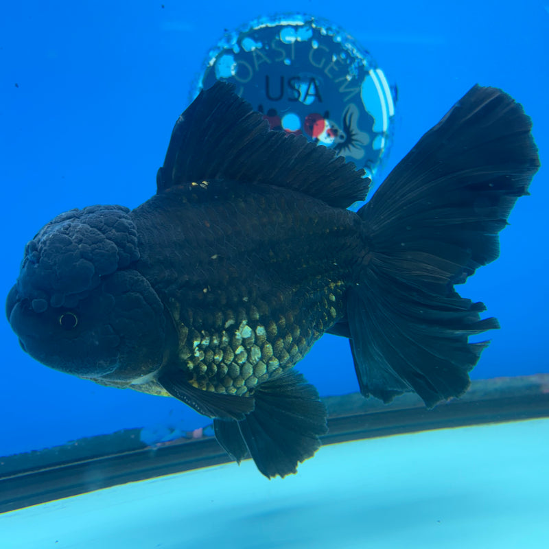 Thai Oranda Black Body Red Cap 4” Body Male(CK-1496)R2B22