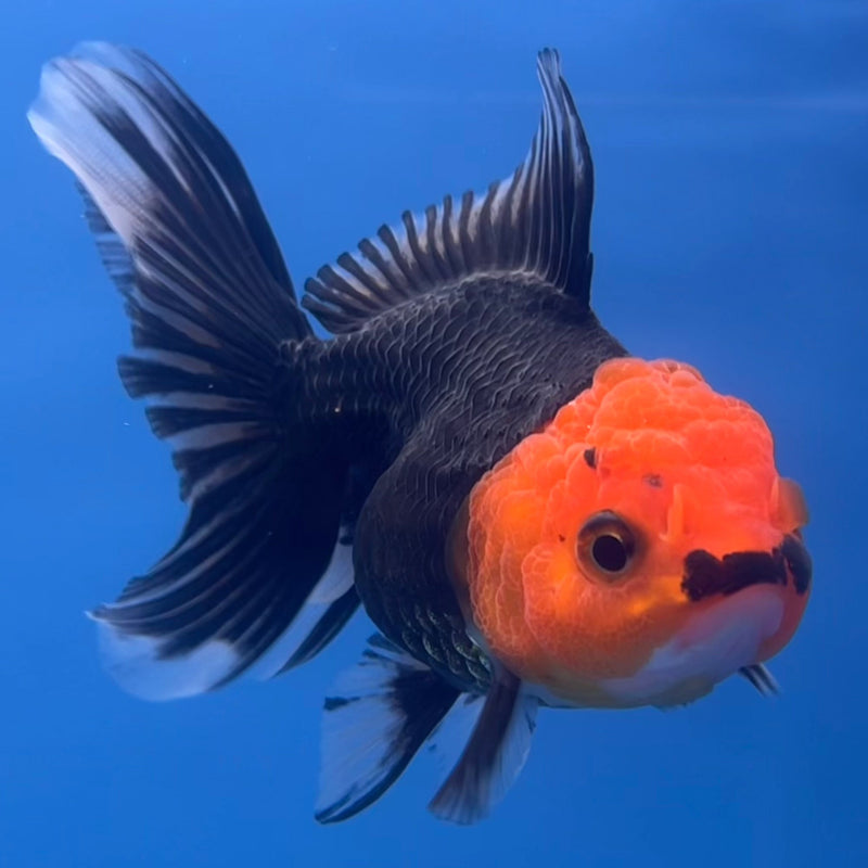 Thai Oranda Apache 2.5” Body Male(CK-666)R1B08
