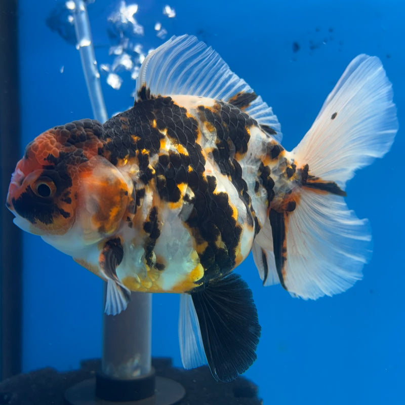 Thai Oranda Tri-Color Tiger Calico 3” Body Female(BIN-CK-1063)SHOWTANK2