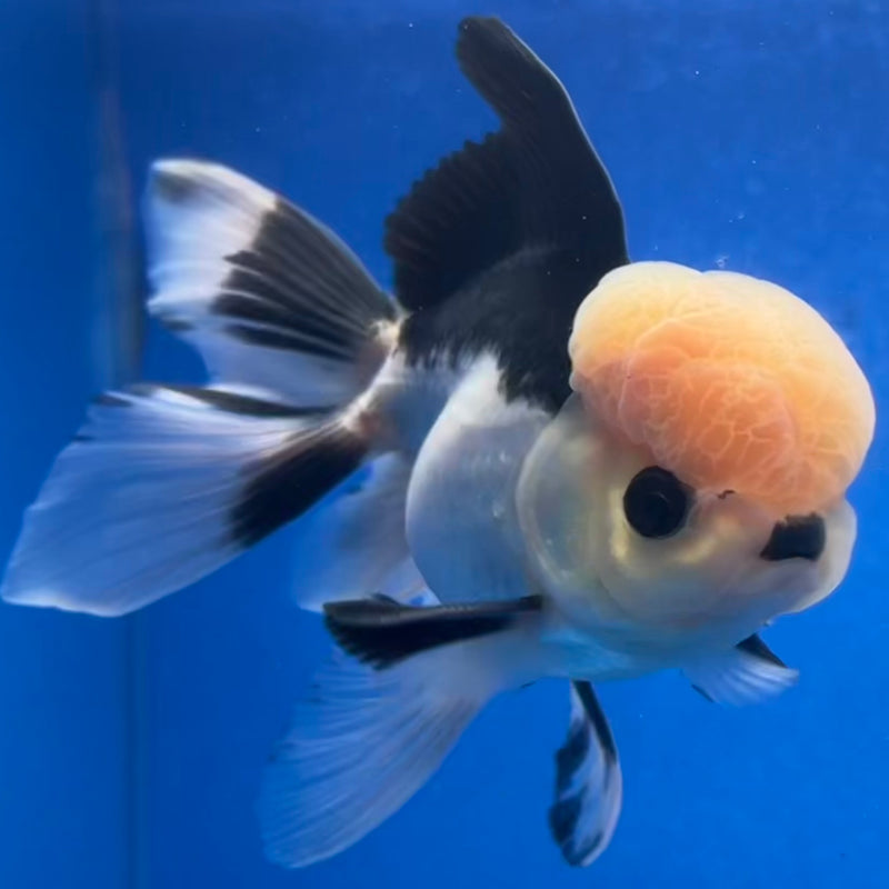 Thai Oranda Panda 3” Body Male(CK-1215)R1A09