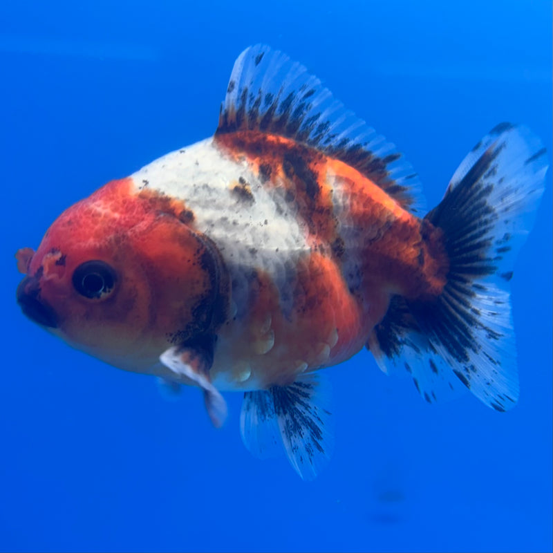 Thai Oranda SHOGUN 3” Body Male(CK-800)R1B04
