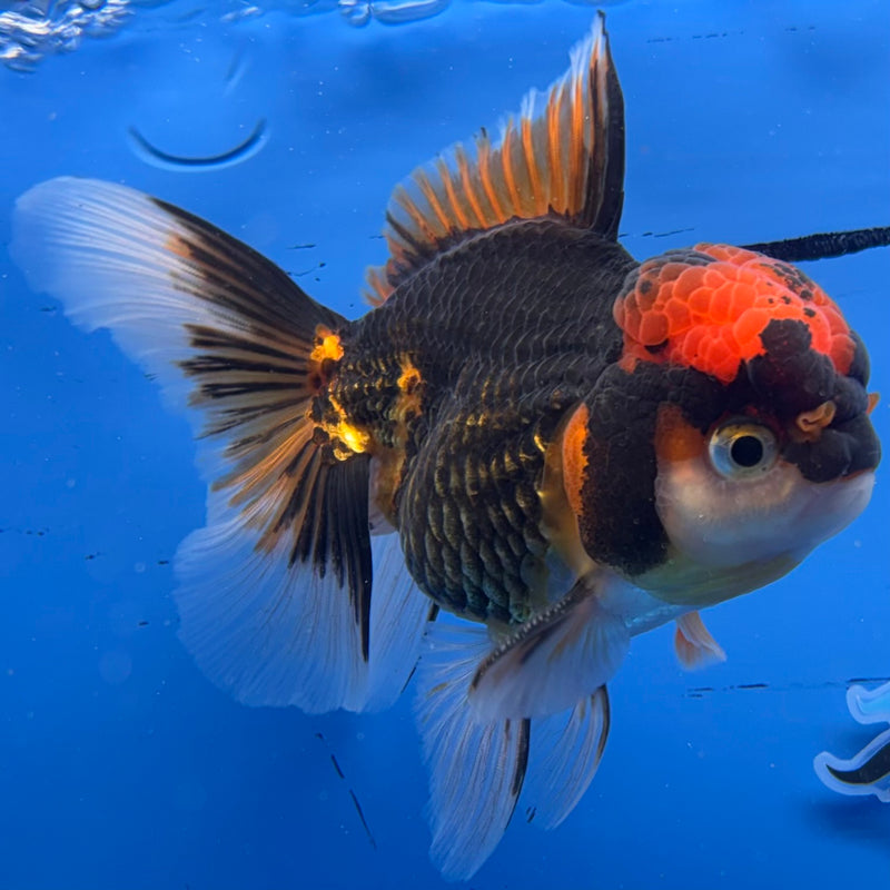 Thai Oranda Apache 3.5” Body Female(CK-932)R1BLUETUB4
