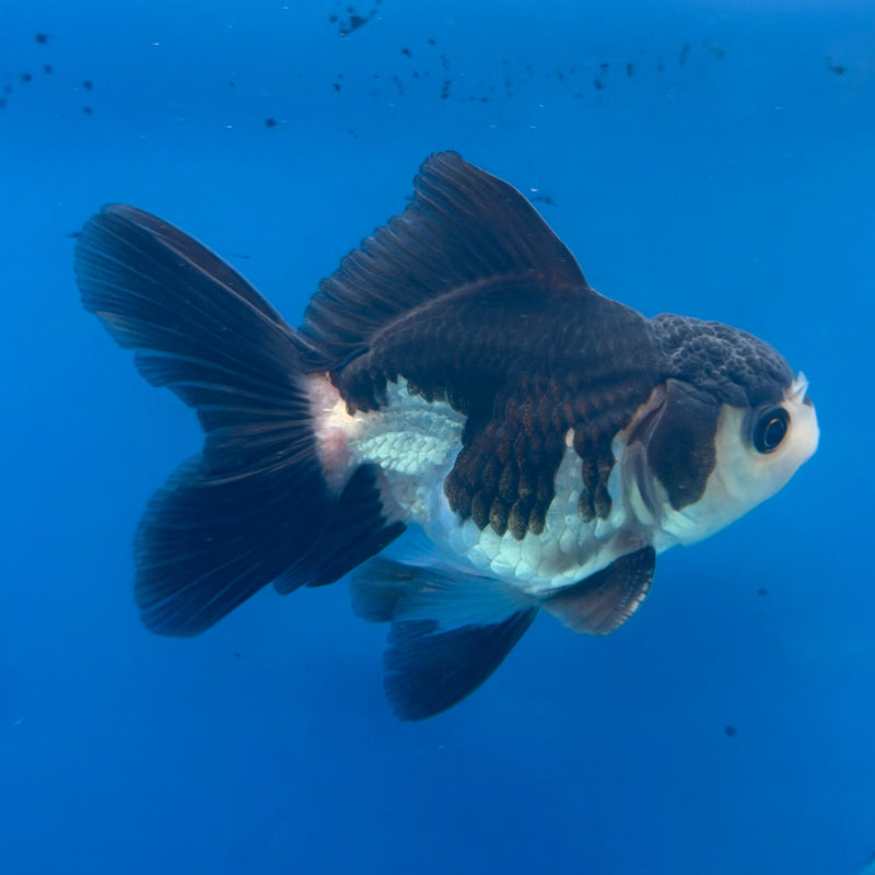 Thai Oranda Panda 2.5” Male (FEB-320)R3B08