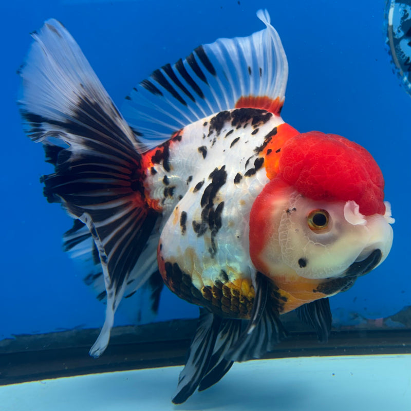 Thai Oranda Tri-Color 4.5” Body Male(CK-1486)R2B18