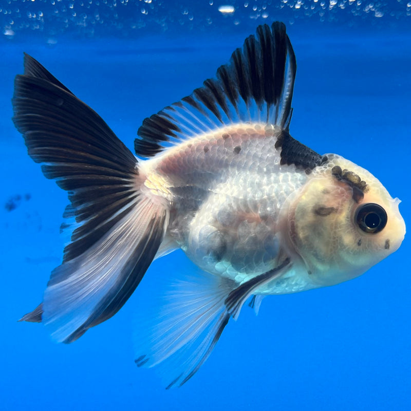 Thai Oranda Button Eye Panda 2” Body Male(CK-1299)R3B17