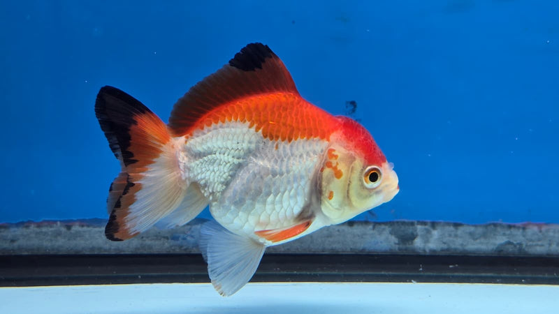 Thai Red/White Yuanbao Medium Breed Male 2.50 inch Body (NNN-3003)R3B15