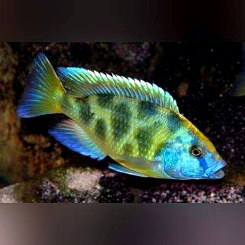 Live Freshwater Aquarium Venustus African Cichlid  (Haplochromis Venustus) (CHD-108)U022