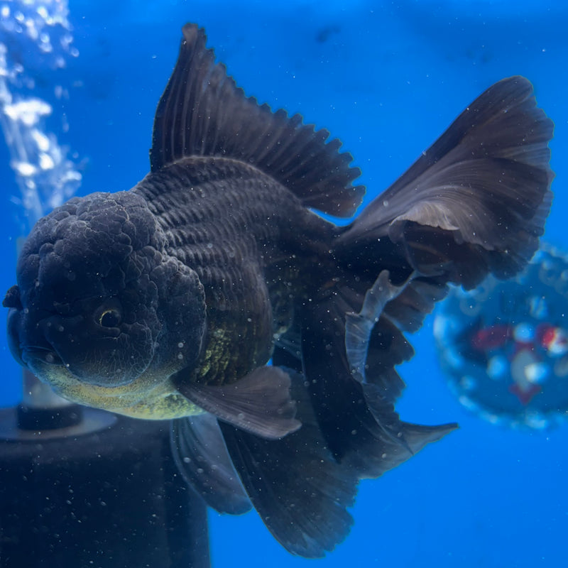 Thai Oranda JUMBO Full Black 4” Body Male(CK-1398)SHOWTANK2