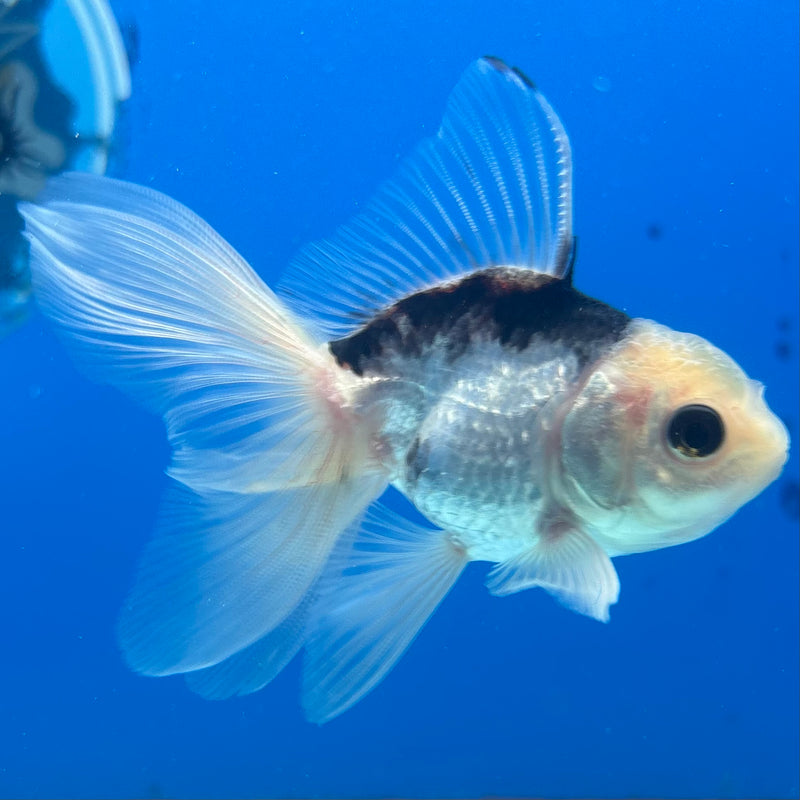 Thai Oranda Panda 2” Body Male(CK-1016)R3B14