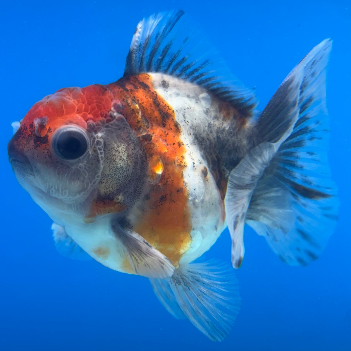 Thai Oranda Calico Yuanbao by SHOGUN 2.5” Body Female(CK-1596)R3B08
