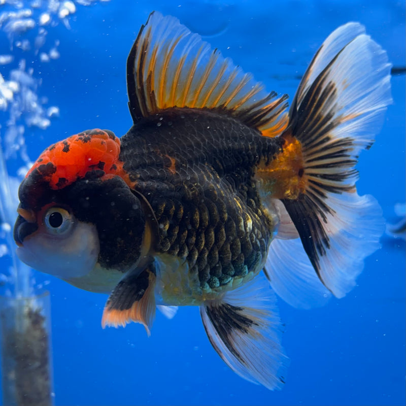 Thai Oranda Apache 3.5” Body Female(CK-932)R1BLUETUB4