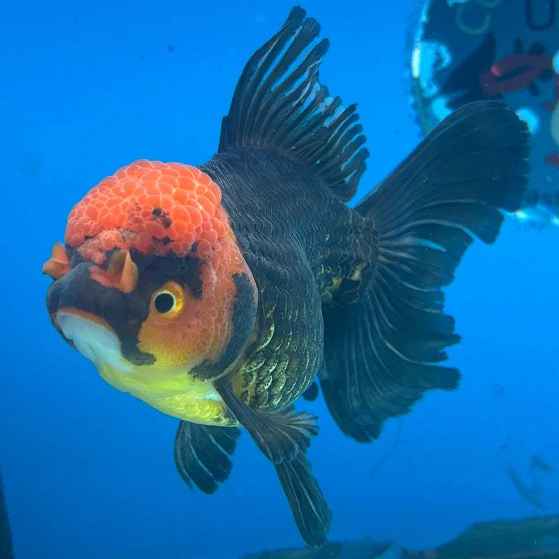 Thai Oranda Apache 3.5” Body Female(CK-918)R1BLUETUB4
